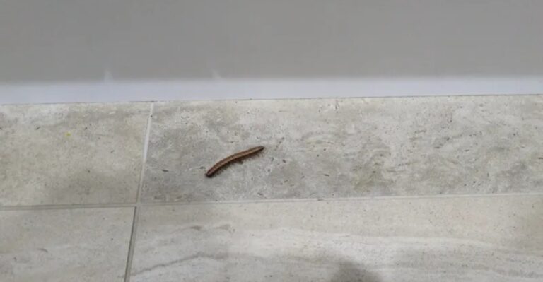 What Georgia Homeowners Should Do When Millipedes Start Appearing In Garages This Fall