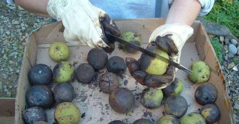 What Ohioans Can Do With Black Walnut Husks (Besides Staining Their Hands)