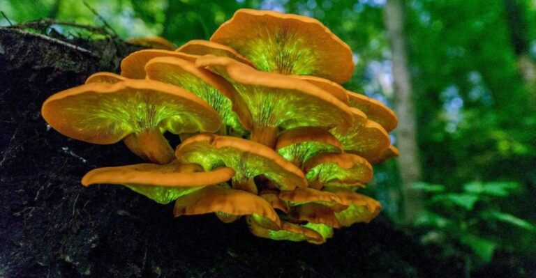 This Glowing Orange Mushroom Popping Up In Michigan Yards Looks Edible But Isn’t