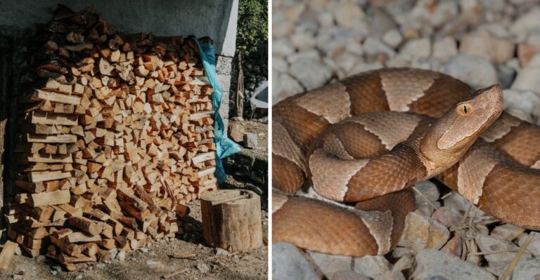9 Yard Mistakes That Invite Copperheads Closer To Virginia Homes