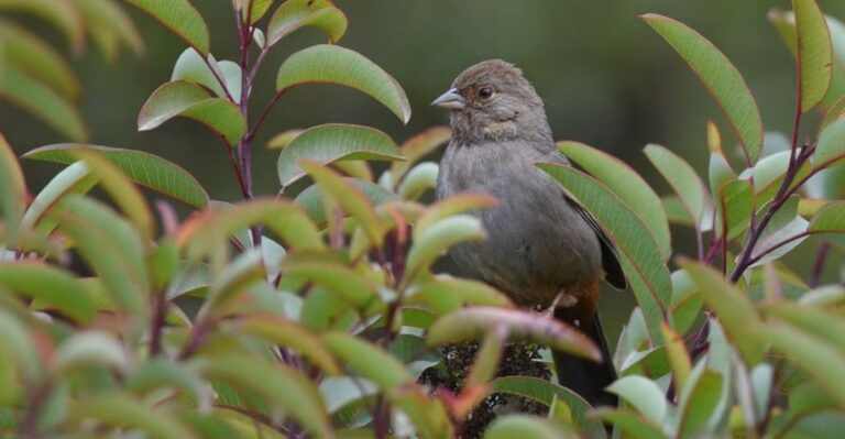 The Meaning Behind Seeing California Towhees Gather On Your Patio This Fall