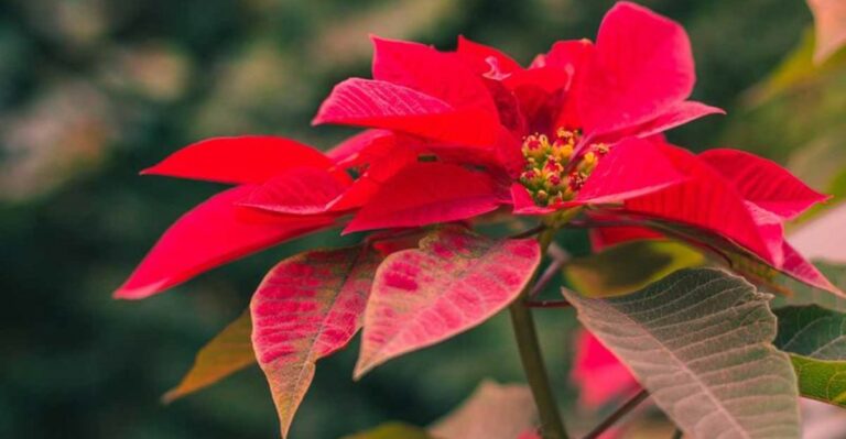 What To Do In October If Your California Poinsettia Is Still Green