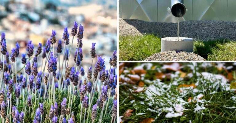 The Overlooked October Lavender Job That Helps New York Plants Through Winter