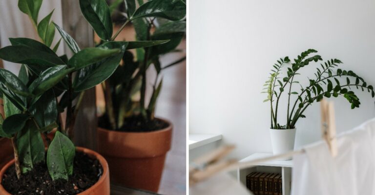 ZZ Plant Mistake That Keeps It From Growing Bushy In Texas