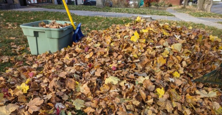 How To Mow Fallen Leaves Into A Georgia Lawn Without Smothering The Grass