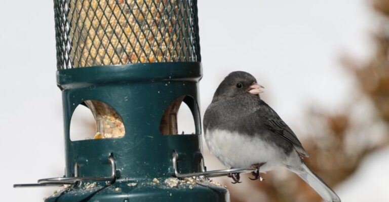 A Small Gray Bird With A White Belly Is Showing Up At Maryland Feeders This Week