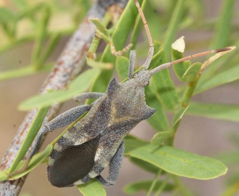 Identifying Leaf-Footed Bugs in Arizona and Protecting Fruit Crops When Damage Warrants Action