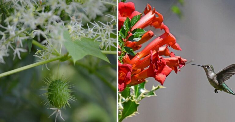 Pennsylvania Native Vines That Cover A Fence In One Growing Season