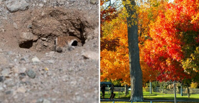 Small Neat Holes Are Appearing Across New Jersey Lawns This Month And The Digger Is Not A Mole