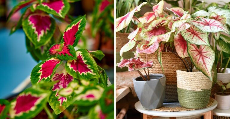 Texas Plants To Protect This Week Before The First Cold Front