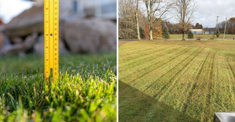 This Is The Grass Height New York Lawns Should Head Into Winter With