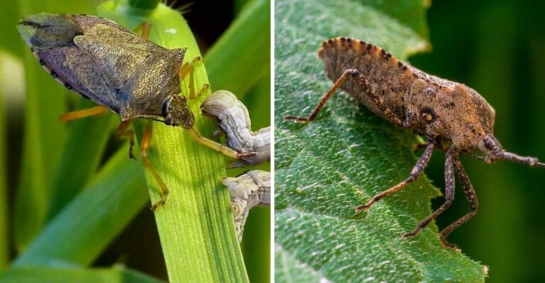 How To Tell Stink Bugs Apart From Their Look Alikes In North Carolina Gardens