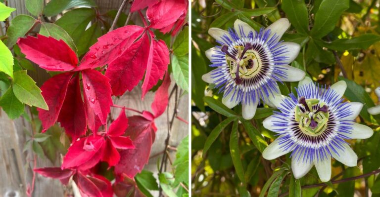 Texas Native Vines That Cover A Fence In One Growing Season