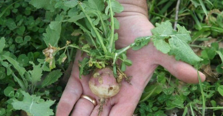 Why North Carolina Turnips Turn Tough And Woody Instead Of Tender