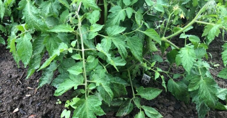 Is Mulching With Old Tomato Vines A Smart Move Or A Risk For Indiana Gardens?