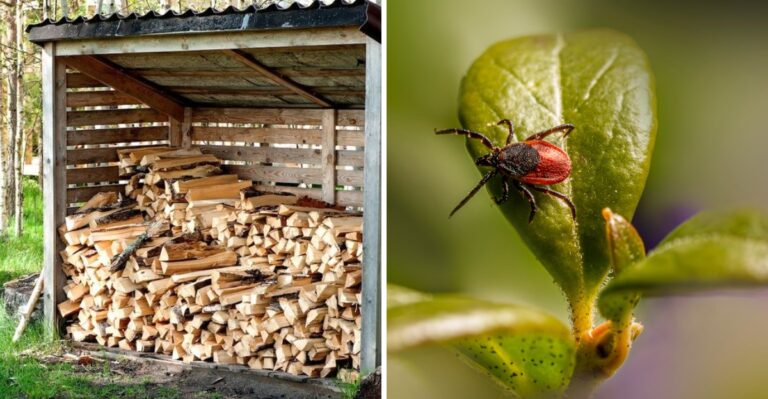 Where Ticks Are Still Hiding During Warm North Carolina Novembers