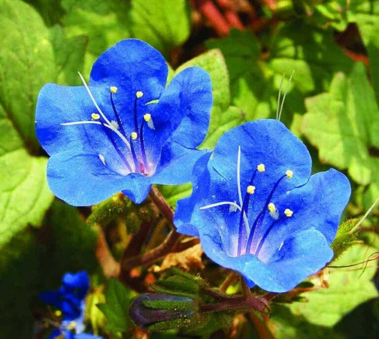 Flower Seeds Arizona Gardeners Should Sow in October After the Rains