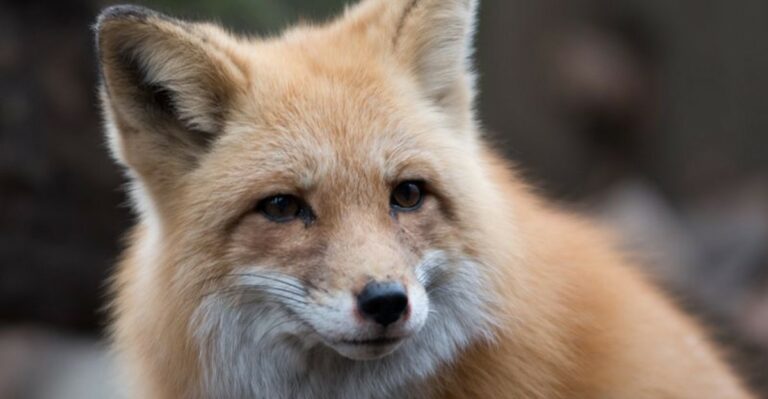 The Ohio Backyard Visitor That Eats Rabbits, Mice And Groundhogs