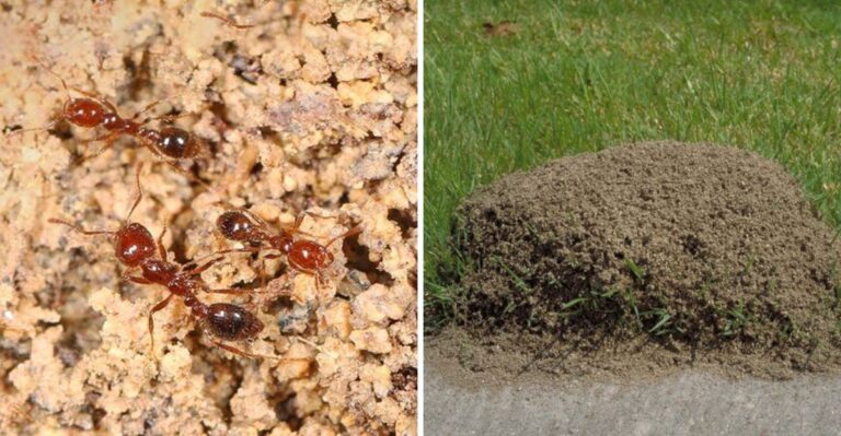 What It Means When Fire Ants Build Mounds After Texas Rains