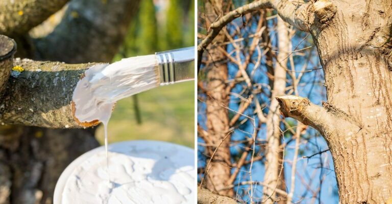 8 Pruning Mistakes That Could Damage Your California Trees Even More After A Storm