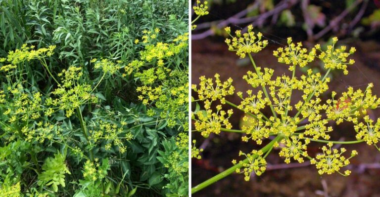 The Michigan Weed With Sap That Can Burn Skin Before Gardeners Realize It Is In The Yard