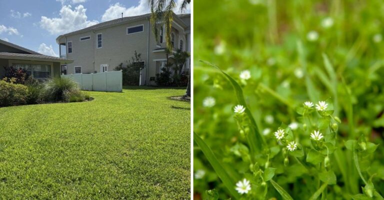 Mowing Florida St. Augustine Too Short In Fall Is How Winter Weeds Get In