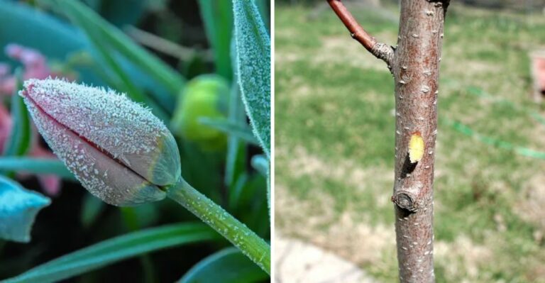 Why North Carolina Plants Struggle When Temperatures Plunge From The 80s To Frost