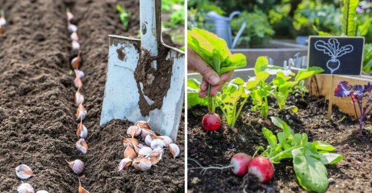 8 Fall Vegetables North Carolina Gardeners Can Still Plant Before Thanksgiving