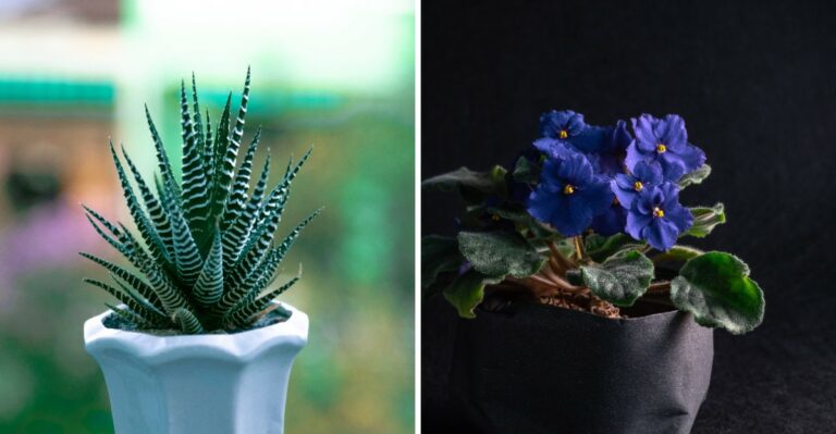 10 Tiny Plants Well Suited To A Tabletop Garden This Fall