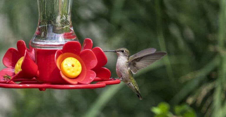 Should Your Hummingbird Feeder Come Down Now Or Stay Up A Few More Weeks?