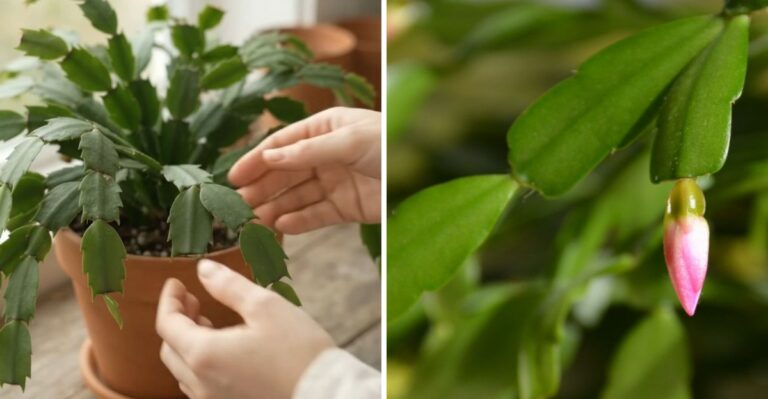 What To Do In October To Get Your Virginia Christmas Cactus Full Of Buds