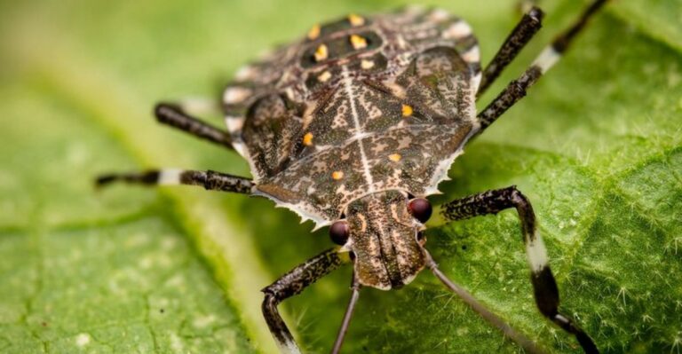 The One Herb Virginia Gardeners Swear Repels Stink Bugs