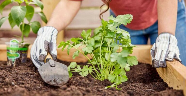 The Florida Herb Worth Planting In Your Fall Garden This October