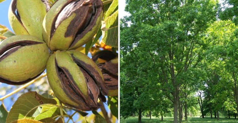 10 Pecan Tree Varieties Worth Planting in Georgia