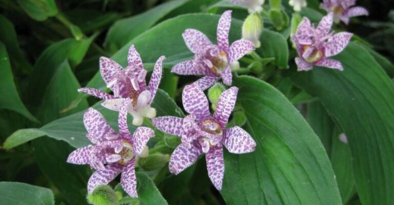 Toad Lilies Bring Orchid-Like Blooms To Shady Georgia Gardens In October
