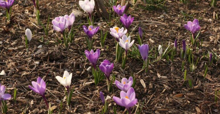 The One Thing Michigan Crocuses Need In October For Better Blooms Next Spring