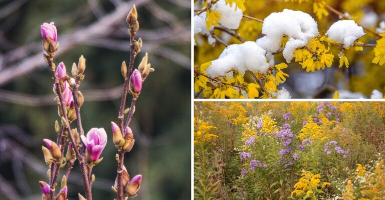 The Second Round Of Blooms Showing Up In Missouri Yards This Week Comes With A Catch