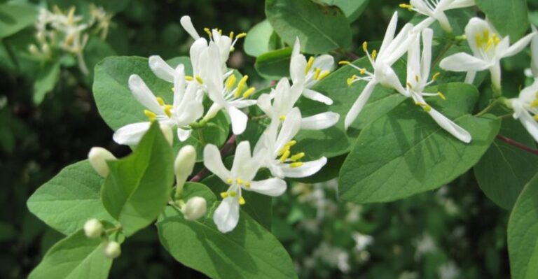 Bush Honeysuckle Stays Green After Missouri Woods Turn Brown, So Now Is The Time To Spot It