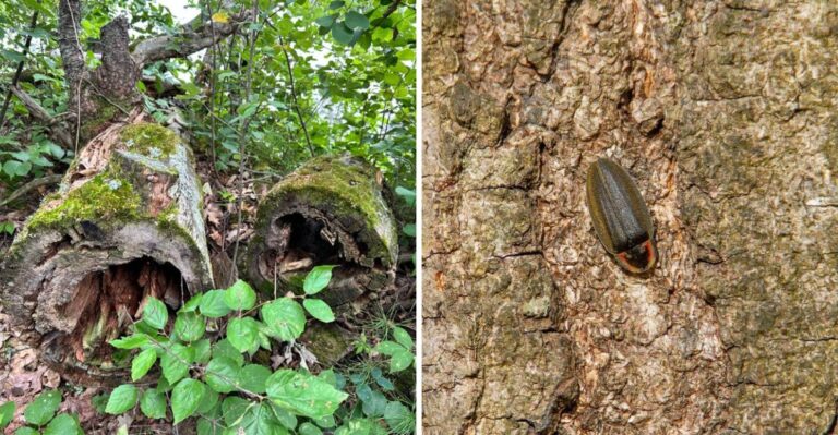What Georgia Homeowners Should Know About Winter Fireflies This Fall
