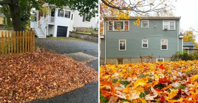 Your Neighbor’s Tree Is Dumping Leaves In Your New York Yard, Who Cleans Them Up?