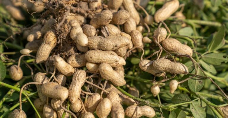 Why Your Virginia Garden Might Need A Row Of Peanuts