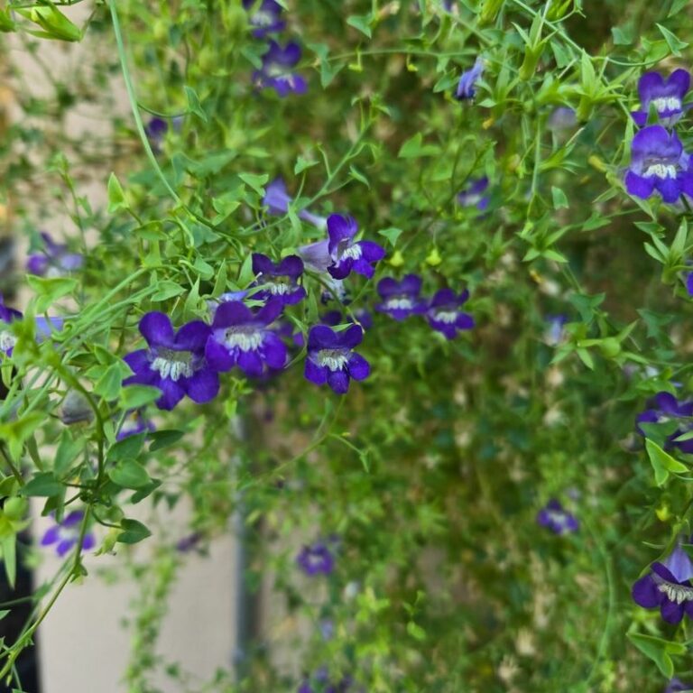9 Arizona Native Vines That Cover a Fence in One Growing Season