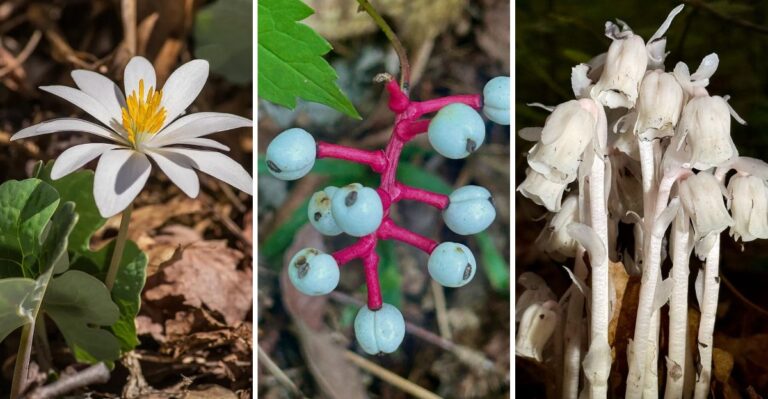These Virginia Native Plants Have Names Made For Halloween