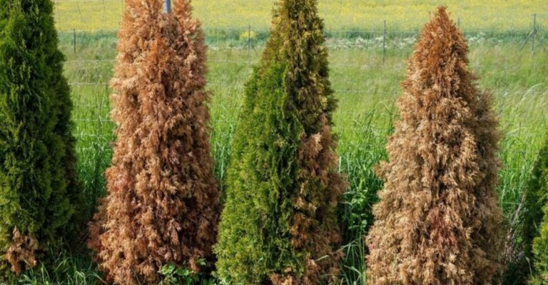 The North Carolina Shrubs Most Likely To Show Drought Stress Next Spring