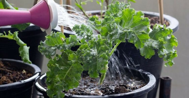 The Pests Michigan Gardeners Keep Finding Under Kale Leaves And How To Rinse Them Off