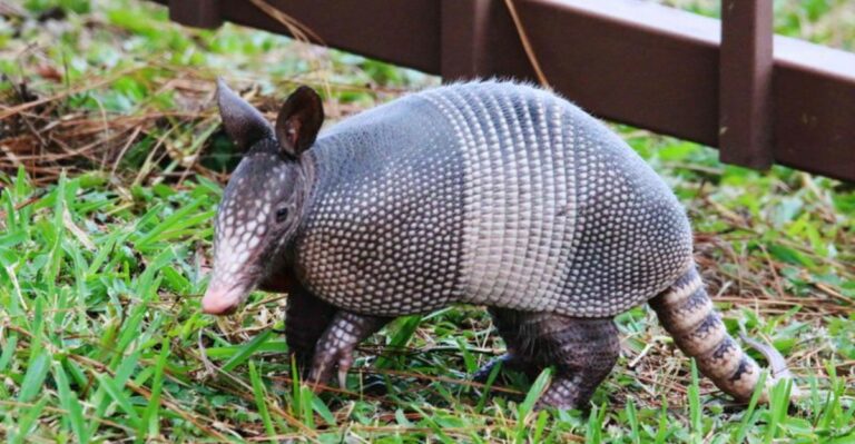 Cooler Weather Brings Georgia Armadillos Out In Daylight And Your Lawn Pays For It