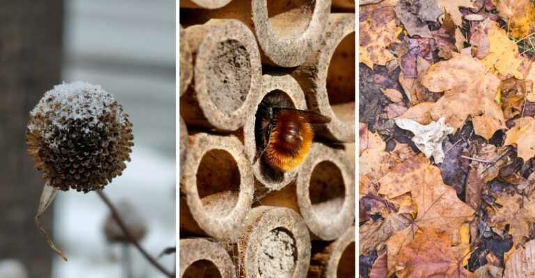 Why New Jersey Gardeners Can Leave Some Fall Cleanup Undone