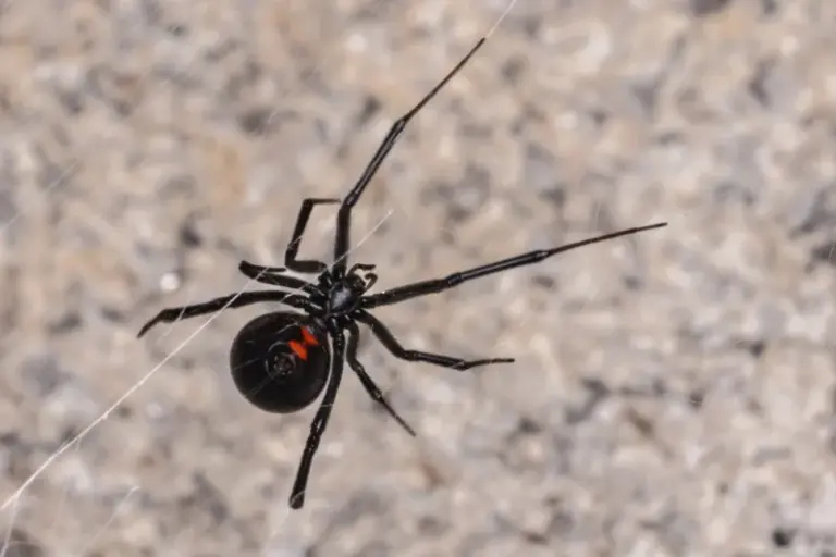 What Arizona Residents Should Do If They Spot a Suspected Black Widow in the Garage