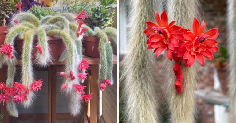 This Fuzzy Cactus Could Be A Fun Fit For Indiana Houseplant Lovers