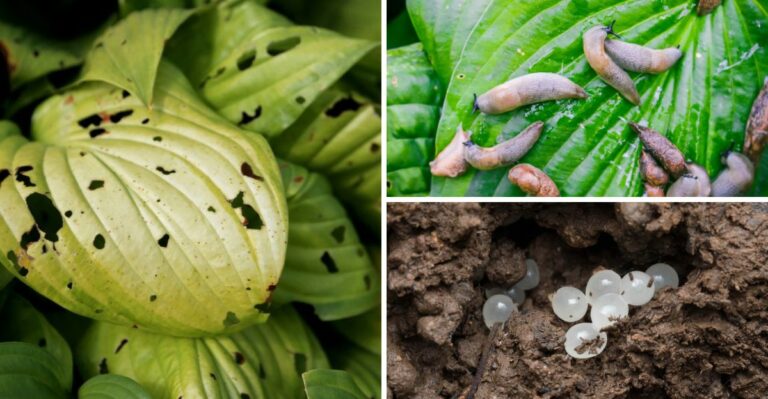 Why Your Hostas Are Full Of Holes And What’s Actually Eating Them